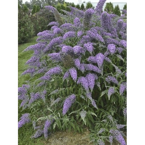 Budlėja ( lot. Buddleja davidii) Wisteria LAne