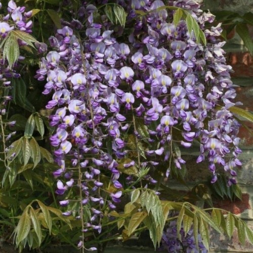 Visterija kininė ( lot. Wisteria sinensis) Blue Moon
