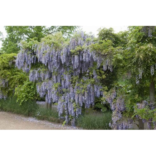 Visterija kininė( lot. Wisteria sinensis ) Amethyst