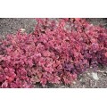 Šilokas  ( lot. Sedum hybrid) Sunsparkler Wildfire