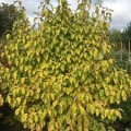 Sedula raudonoji (lot. Cornus sanguineum)  Winter Beauty