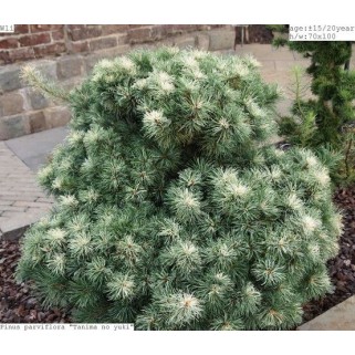 Pušis smulkiažiedė ( lot. Pinus parviflora) Tanima no yuki