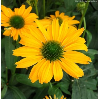 Ežiuolė  (lot.Echinacea purpurea) Yellow Pearl