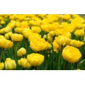 Tulpės Yellow Pomponette, 50 vnt vazone