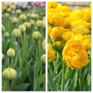 Tulpės Yellow Pomponette, 50 vnt