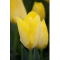 Tulpės  Yellow Purissima 10 vnt vazone