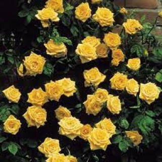 Rožė vijoklinė ( lot. Rosa )  geltona