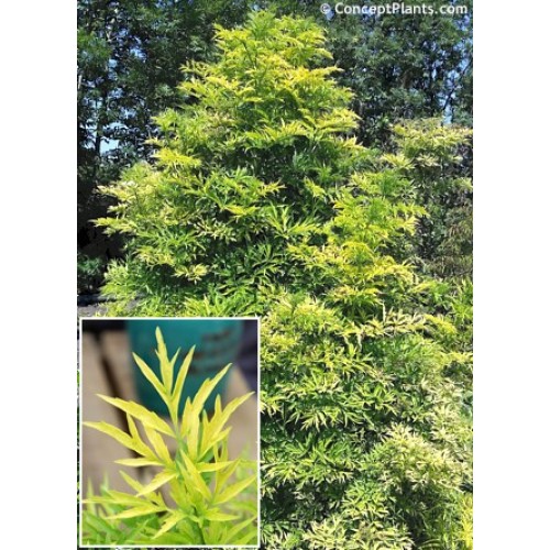 Šeivamedis juodauogis ( lot. Sambucus nigra) Yellow Tower