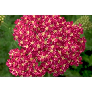 Kraujažolė paprastoji (lot. Achillea millefolium) Desert Eve Deep Rose