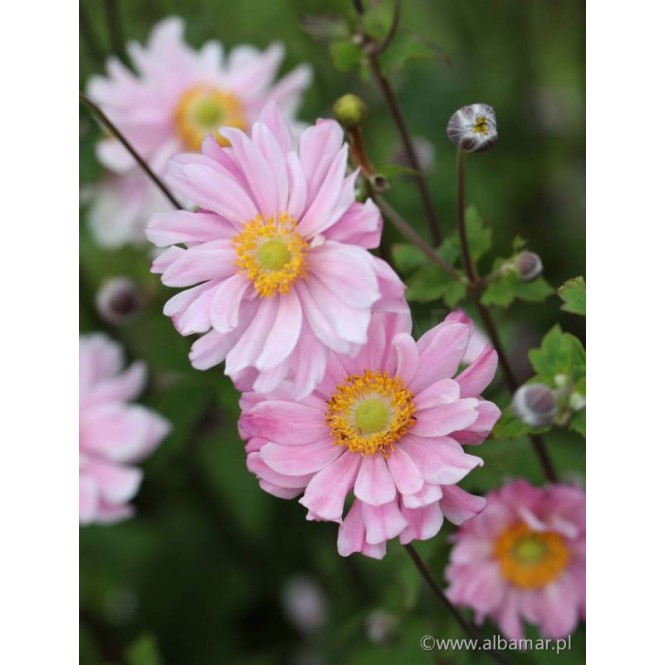 Plukė  (lot. Anemone hybrida) Garden Breeze Whirlwind Pink
