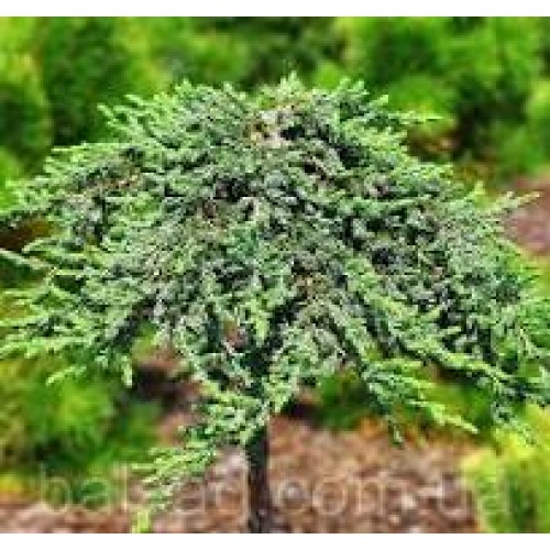 Kadagys ant koto( lot. Juniperus horizontalis)  Zeal