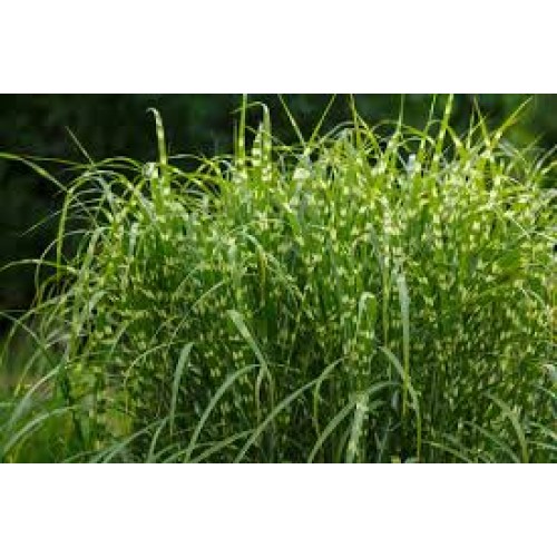 Miskantas kininis ( lot. Miscanthus chinensis ) Zebrinus