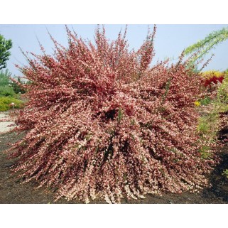 Raipstas šluotinis (lot. Cytisus coparius praecox ) Zeelandia