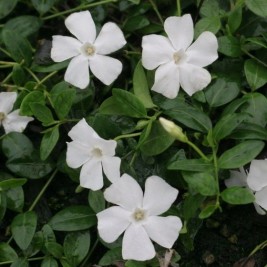 Žiemė mažoji ( lot. Vinca minor) Alba