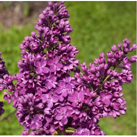 Alyva  ( lot.Syringa  vulgaris) Znamya Lenina