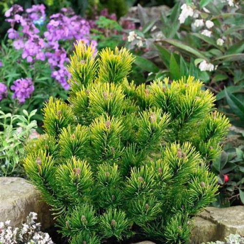 Pušis kalninė ( lot. Pinus mugo )  Zundert