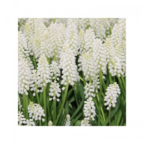 Žydrės (lot. Muscari) Siberian Tiger, 10 vnt