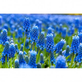 Žydrės (lot. Muscari  armenicum), 1000 vnt