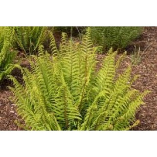 Papartis žvynuotasis (lot. Dryopteris affinis)